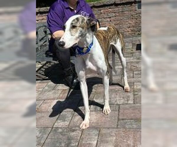 Medium Photo #3 Greyhound Puppy For Sale in Cherry Hill, NJ, USA