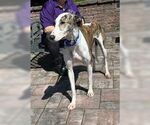 Small #2 Greyhound