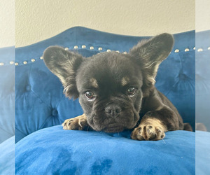 French Bulldog Puppy for sale in CAMPUS, NM, USA