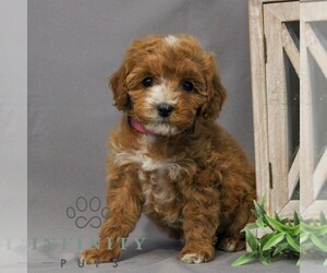 Cavapoo Puppy for sale in NEWMANSTOWN, PA, USA