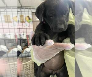 American Pit Bull Terrier-Black Mouth Cur Mix Dogs for adoption in Calgary, Alberta, Canada