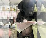 Small American Pit Bull Terrier-Black Mouth Cur Mix
