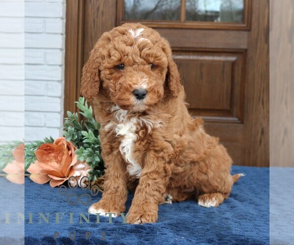 Medium Photo #3 Goldendoodle (Miniature) Puppy For Sale in NARVON, PA, USA