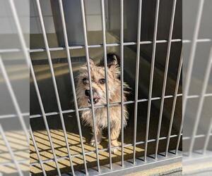 Norwich Terrier Dogs for adoption in San Martin, CA, USA