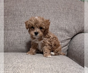 Maltichon-Poodle (Toy) Mix Puppy for sale in FALL RIVER, MA, USA