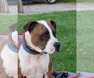 Mugsy - Male American Pit Bull Terrier-Unknown Mix Dog for Adoption - Photo #31