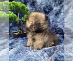 Small #13 Pomeranian