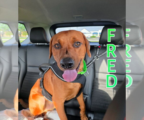 Medium Photo #1 Redbone Coonhound Puppy For Sale in Port Clinton, OH, USA
