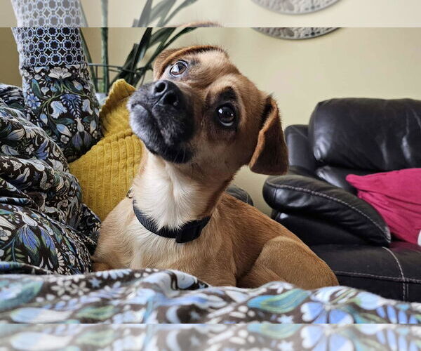 Medium Photo #1 Chug Puppy For Sale in MIDWAY, UT, USA