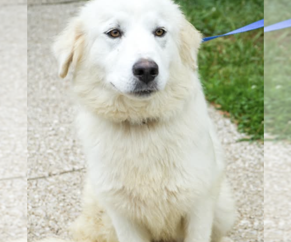 Medium Photo #2 Great Pyrenees-Unknown Mix Puppy For Sale in Brooklyn, NY, USA