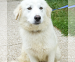 Small #1 Great Pyrenees Mix
