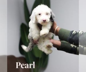 Sheepadoodle Puppy for Sale in RIVERSIDE, California USA