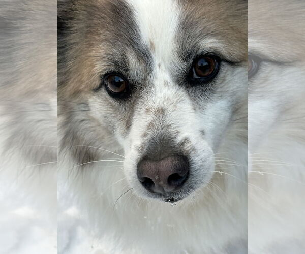 Medium Photo #2 Mutt Puppy For Sale in COLUMBIA, MD, USA