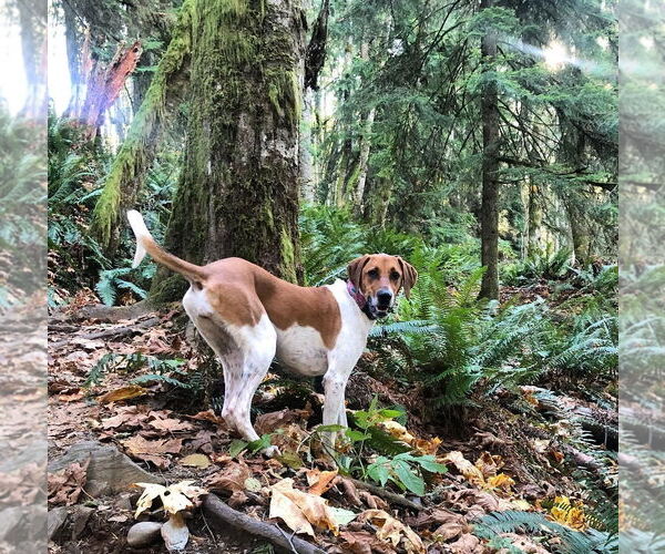 Medium Photo #3 Labrador Retriever-Treeing Walker Coonhound Mix Puppy For Sale in McKinney, TX, USA