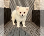Small Photo #2 Pomeranian Puppy For Sale in MARTINSVILLE, IN, USA