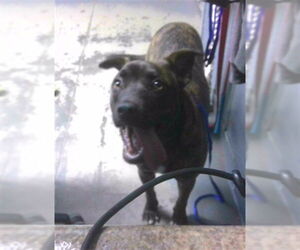 Holland Shepherd-Unknown Mix Dogs for adoption in Tallahassee, FL, USA