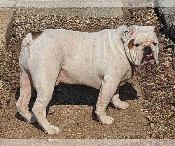 Medium Photo #1 Bulldog Puppy For Sale in Fenton, MO, USA