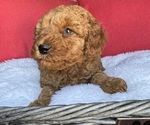 Small #14 Goldendoodle (Miniature)