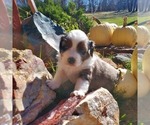 Small Photo #1 Miniature Australian Shepherd Puppy For Sale in CHATTANOOGA, OK, USA