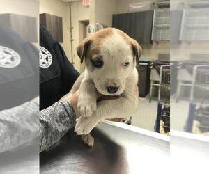 American Pit Bull Terrier-Unknown Mix Dogs for adoption in Conroe, TX, USA