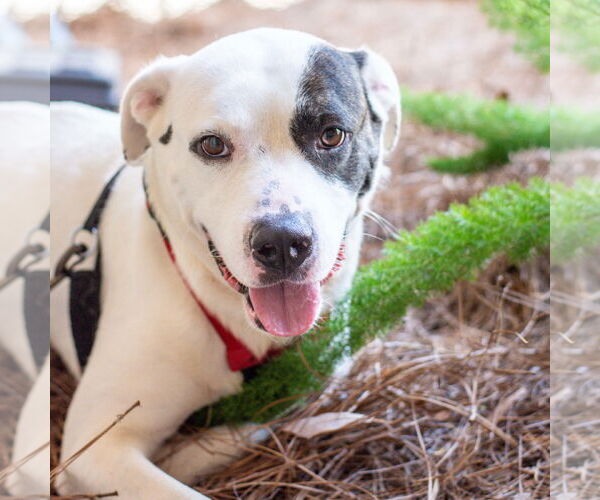 Medium Photo #3 Mutt Puppy For Sale in Hilton Head, SC, USA