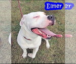 Small American Bulldog