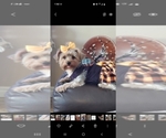 Small Photo #14 Yorkshire Terrier Puppy For Sale in GLENDALE, AZ, USA