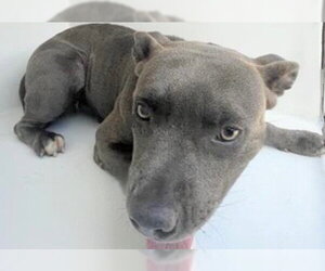Mutt Dogs for adoption in Houston, TX, USA