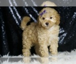 Small #2 Poodle (Toy)