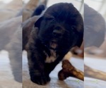Small Photo #7 Mastiff-Pyrenean Mastiff Mix Puppy For Sale in RHOME, TX, USA