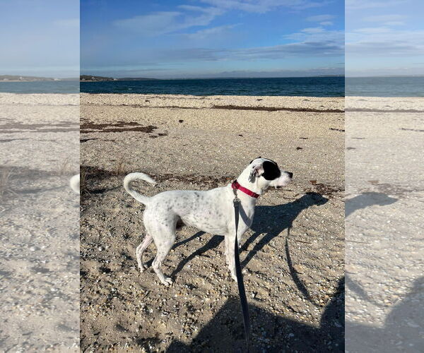 Medium Photo #6 Pointer-Unknown Mix Puppy For Sale in Woodbury, NY, USA