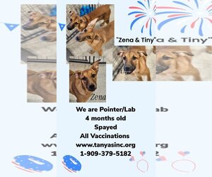 Lab-Pointer Dogs for adoption in Phelan, CA, USA
