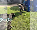 Small Photo #3 Mutt Puppy For Sale in Shelburne, VT, USA