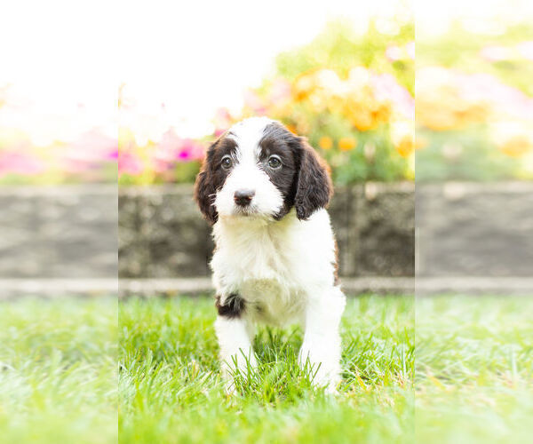 Medium Photo #7 Springerdoodle Puppy For Sale in NAPPANEE, IN, USA