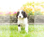 Small Photo #7 Springerdoodle Puppy For Sale in NAPPANEE, IN, USA