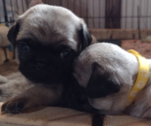 Pug Puppy for sale in KENTON, OH, USA
