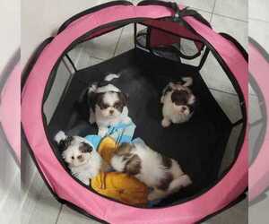 Shih Tzu Litter for sale in HAINES CITY, FL, USA