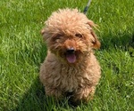 Small Photo #41 Cavapoo Puppy For Sale in GOSHEN, IN, USA