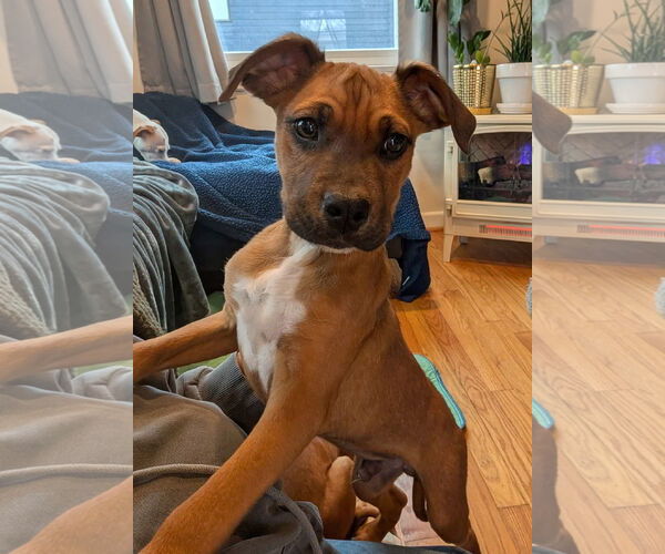 Medium Photo #1 Boxer-Unknown Mix Puppy For Sale in Bellevue, WA, USA