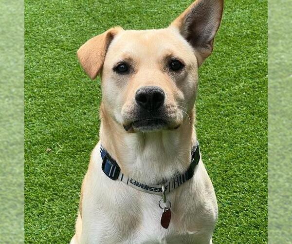 Medium Photo #2 Labrador Retriever-Unknown Mix Puppy For Sale in San Diego, CA, USA