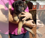 Small Photo #18 German Shepherd Dog Puppy For Sale in LAWRENCEBURG, TN, USA