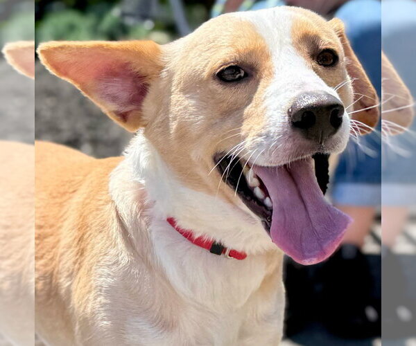 Medium Photo #10 Mutt Puppy For Sale in Canton, CT, USA