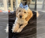 Small Photo #32 Goldendoodle mix (+ Poodle Miniature) Puppy For Sale in MENIFEE, CA, USA