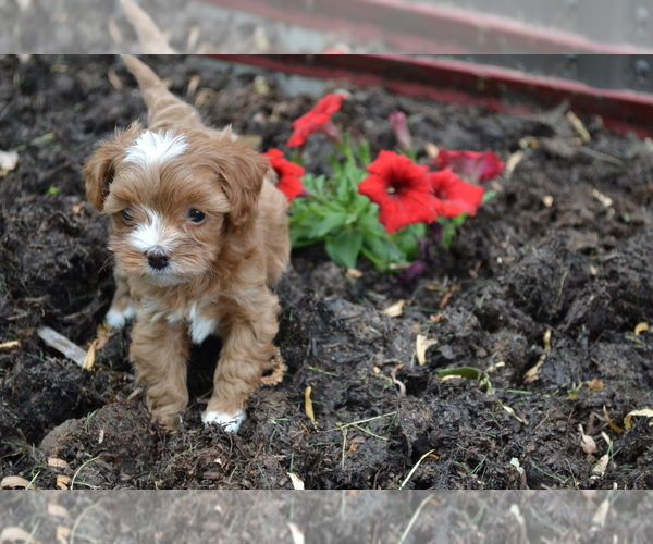 Medium Photo #4 Cavapoo mix (+ Poodle Miniature) Puppy For Sale in GREENWOOD, WI, USA