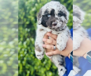 Newfypoo Puppy for sale in COOLIDGE, AZ, USA