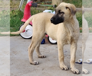 Medium Anatolian Shepherd