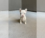 Puppy Puppy 2 French Bulldog