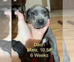Small #9 Great Dane
