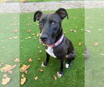 Small #38 American Pit Bull Terrier Mix