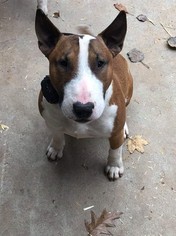 Bull Terrier Puppy for sale in WHITE CLOUD, MI, USA